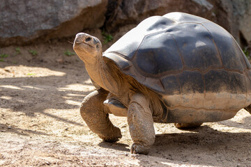 A Galápagos giant tortoise (Chelonoidis niger) at a local zoo