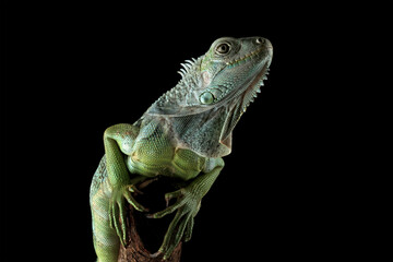 green iguana isolated on black background