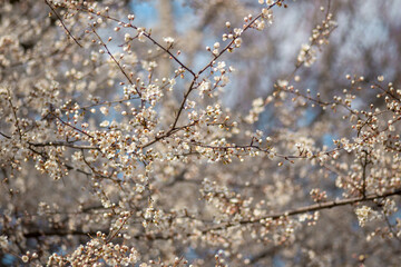 blooming cherry tree