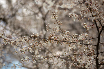 blooming cherry tree