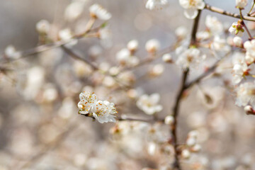 blooming cherry tree