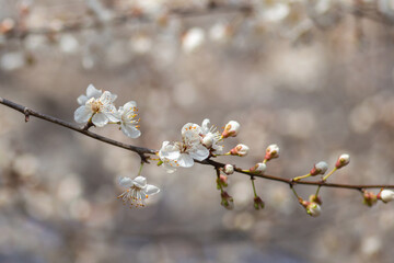 blooming cherry tree