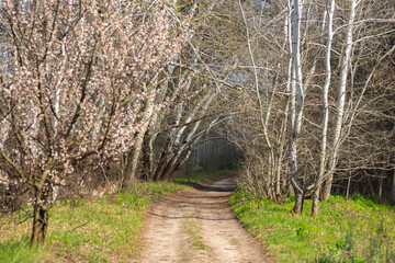 path in the woods