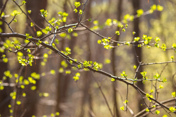 yellow leaves in spring