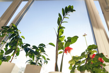 The concept of home gardening and spring care of indoor plants. Geranium, zamiokulkas and ficus Benjamin on the background of the window. High quality photo