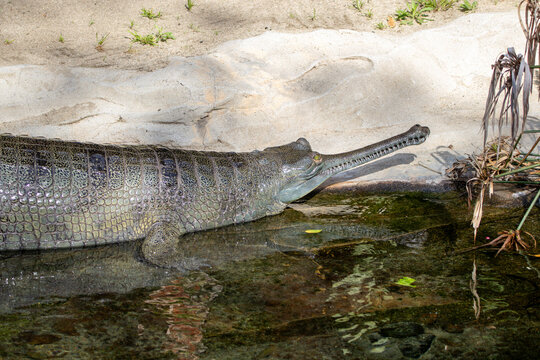 A gharial (Gavialis gangeticus) at a local zoo