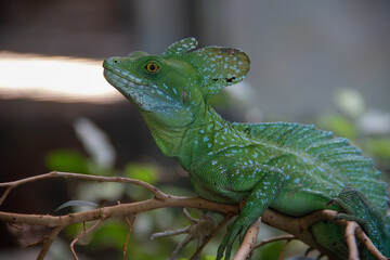 Fototapeta premium A plumed basilisk (Basiliscus plumifrons) at a local zoo