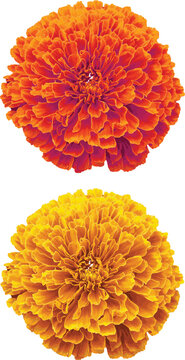 Yellow and orange marigold flower vector form pair