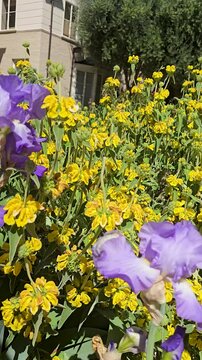 footage of beautiful yellow Jerusalem sage flowers at Descanso Gardens La Ca&ntilde;ada Flintridge California USA