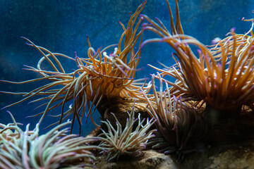 Sea background. Live corals and algae. Macro, there is room for advertising text