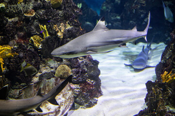 Sea background. a flock of sharks swims against the background of corals.