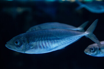 Fototapeta premium Sea background. Fish on a black background
