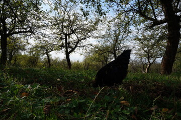 chicken in the nature