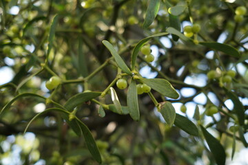 Mistletoe cutting