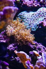 Sea background. Seabed with stones and yellow corals, macro, there is space for advertising text