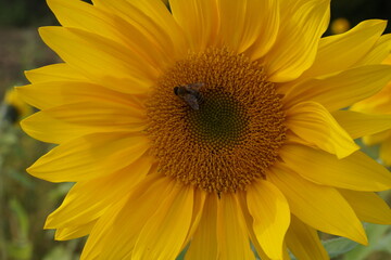 Sunflower natural background, Sunflower blooming, Sunflower oil improves skin health and promote cell regeneration