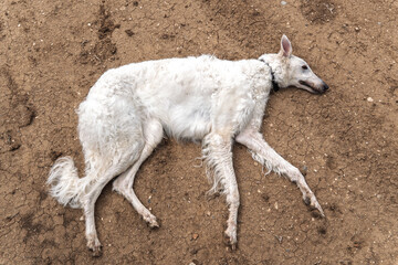 Fototapeta premium White Russian greyhound dog lying on the ground outdoors
