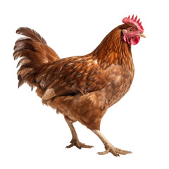 Fototapeta premium Brown Chicken Hen on transparent background