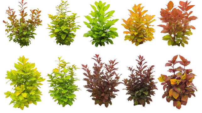 Collection of colorful spirea shrubs against a stark black backdrop composition