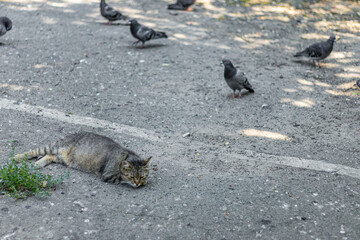 Stray tabby cat lying on asphalt near pigeons walk nearby, urban street scene with natural light.
