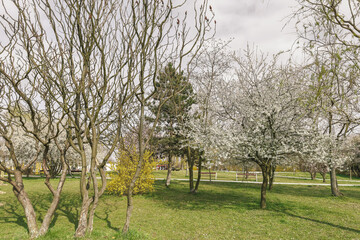 Fototapeta premium Blooming fruit tree with jasmine flowers – spring awakening, natural harmony, and orchard beauty