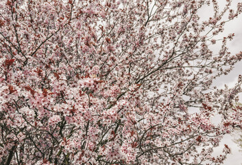 Cherry blossom tree in full bloom – springtime beauty, Japanese tradition, and nature's renewal