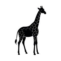 giraffe  silhouette on a white background
