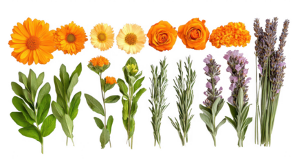 Floral arrangement showcasing calendula, sage, rosemary, roses, and lavender, isolated