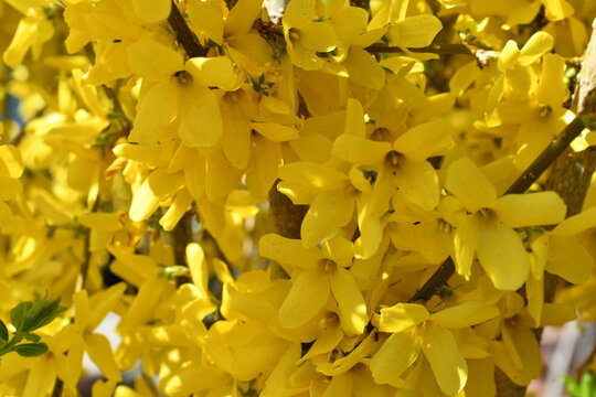 Makro von Forsythien