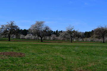Schöne Landschaft bei Kalchreuth zur Kirschblüte 