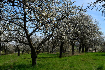 Kirschblüte bei Kalchreuth in Franken