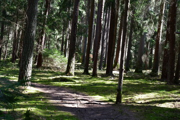Ein Wald im Sonnenschein 