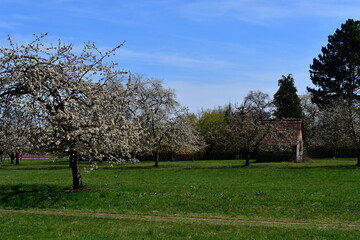 Kirschblüte bei Klchreuth in Franken