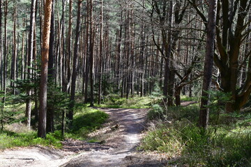 Ein Wald im Sonnenschein bei Kalchreuth in Franken