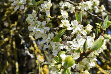 Schöne Kirschblüten im Sonnenschein 