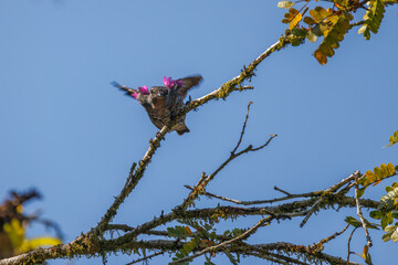 A small bird displaying tufts of purple feathers