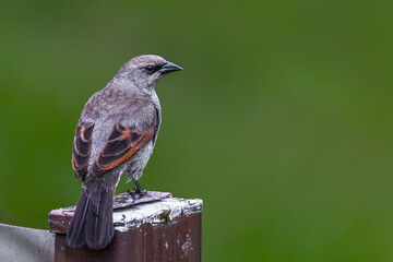 A small bird rests on a fence pole