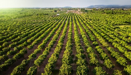 aerial view of citrus orchard top view of lemon trees cultivating
