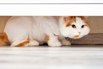 domestic cat hides under the closet from people