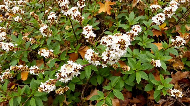 a dioecious perennial herb Reynoutria japonica blooms in autumn on a Bush