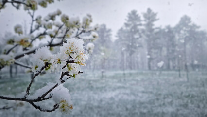April snowstorm with snowflakes gently blanketing the blooming tree branches. Closeup twig adorned with white cherry blossoms covered with fresh snow. Delicate contrast between winter and spring