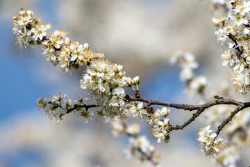 a bee pollinates white cherry flowers in a small park in the city of Munich in spring