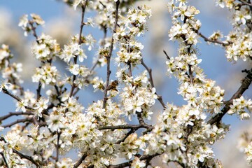 a bee pollinates white cherry flowers in a small park in the city of Munich in spring