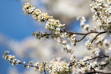 a bee pollinates white cherry flowers in a small park in the city of Munich in spring