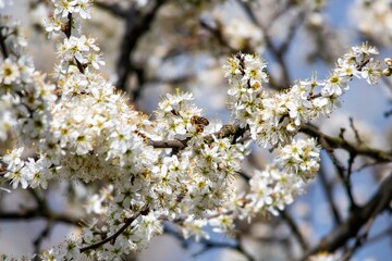 a bee pollinates white cherry flowers in a small park in the city of Munich in spring