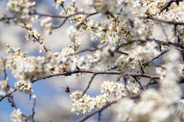 a bee pollinates white cherry flowers in a small park in the city of Munich in spring