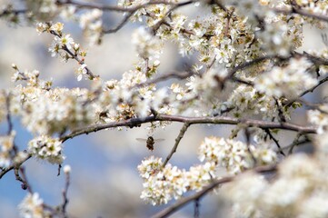 a bee pollinates white cherry flowers in a small park in the city of Munich in spring