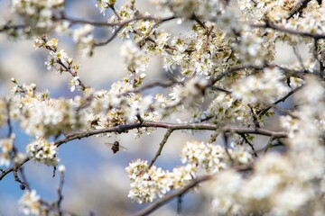 a bee pollinates white cherry flowers in a small park in the city of Munich in spring
