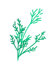 Simple line drawing of a dill sprig.
