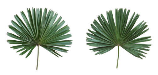 vibrant green fan palm leaf isolated on white or transparent background PNG, suitable for tropical foliage vacation and summer